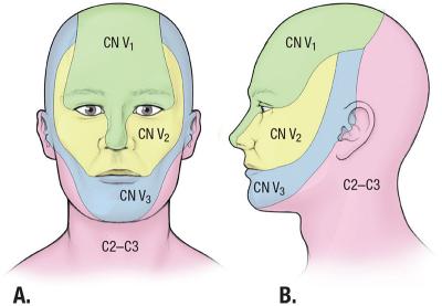 thumbs/Face and Neck Dermatomes.jpeg.jpg
